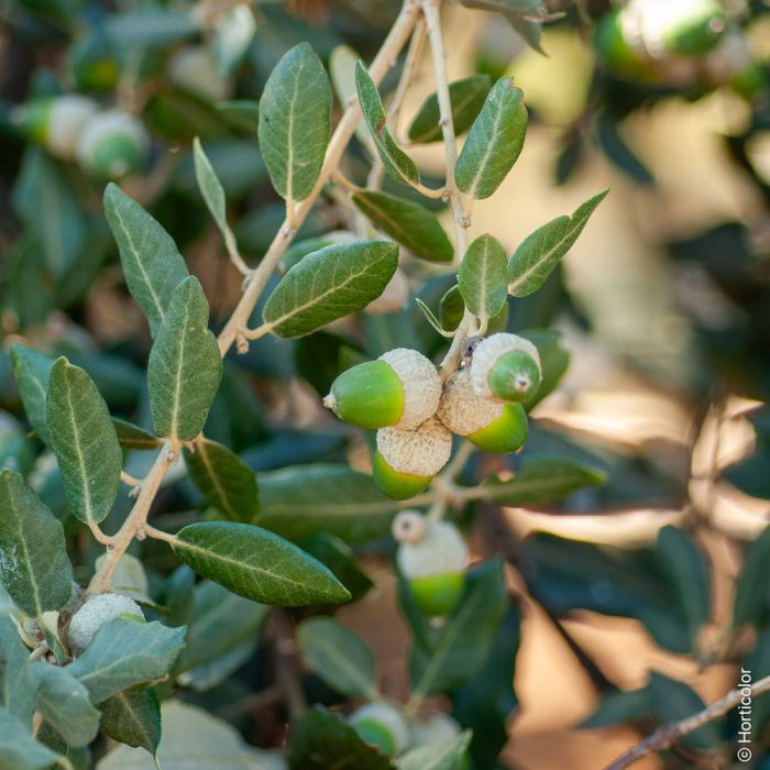Chêne vert, yeuse ou Quercus ilex fruits