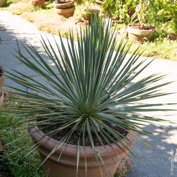 Yucca rostrata, jeune plante en pot