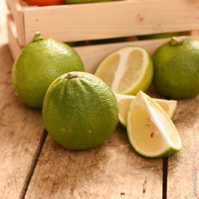 Bergamote, agrumes Meilland Richardier