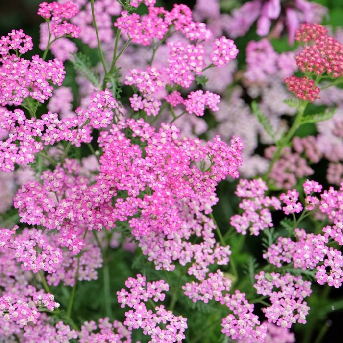 Achillée millefeuille Cerise Queen ou Achillea millefolium