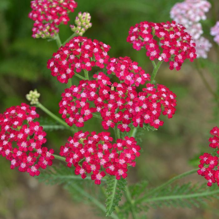 Achillée millefeuille Cerise Queen ou Achillea millefolium