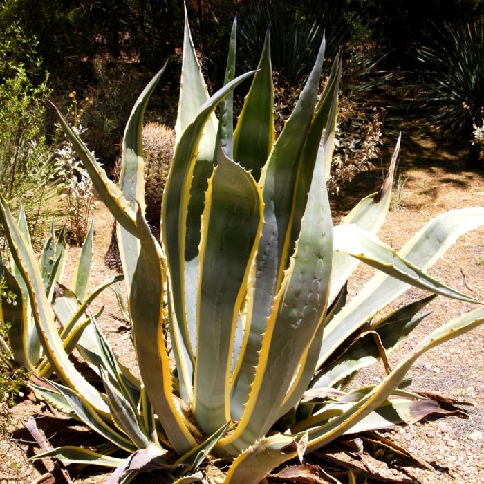 Agave americana 'Variegata' en jardin de rocaille