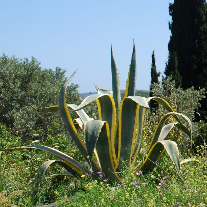 Agave americana 'Variegata' en situation