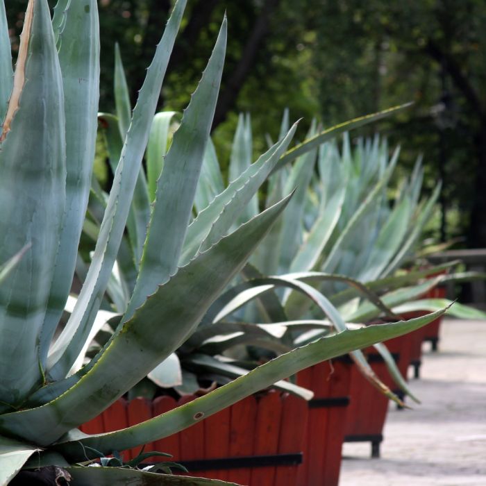 Agave americana plantés en bac, en alignement
