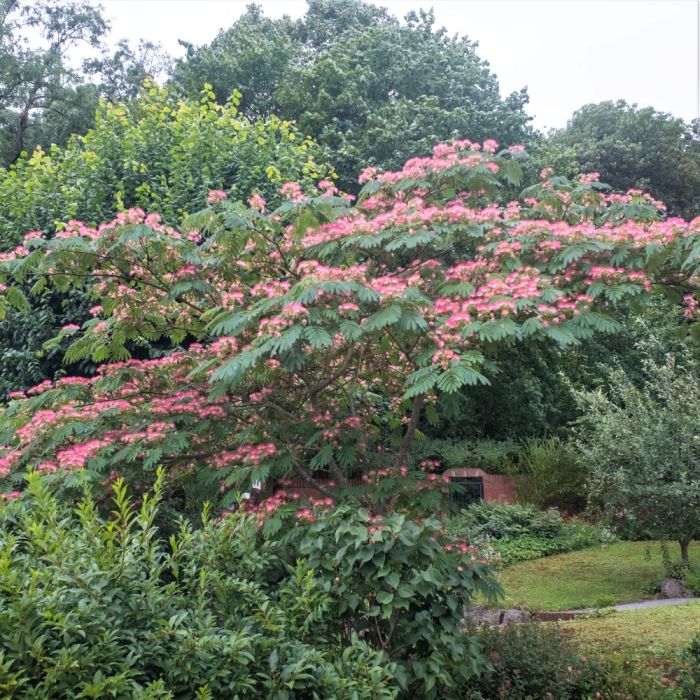 Albizia julibrissin en situation