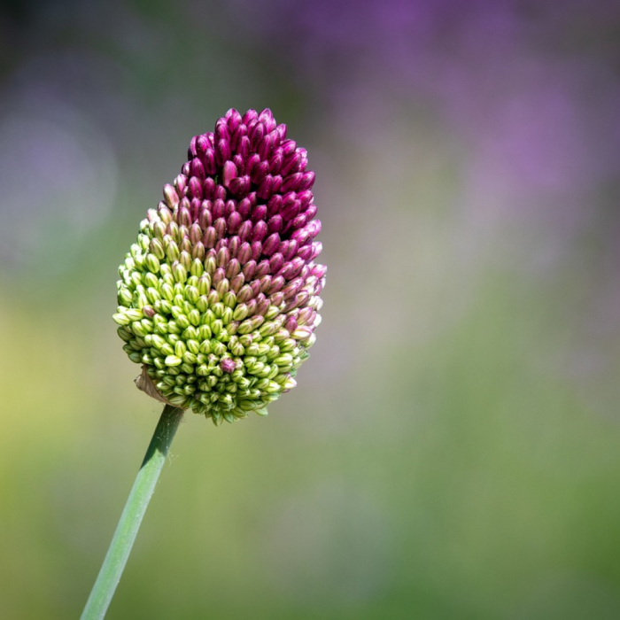 Allium sphaerocephalum