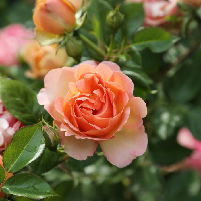 Rosier buisson AUGUSTE ESCOFFIER ® Meizasmyne fleur