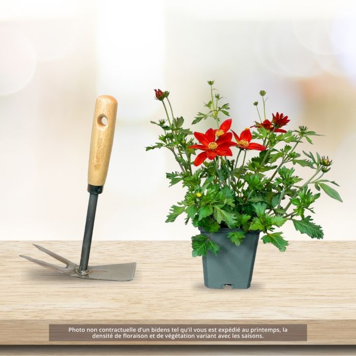 Bidens orange CAMPFIRE TM Nice ‘n Spicy
