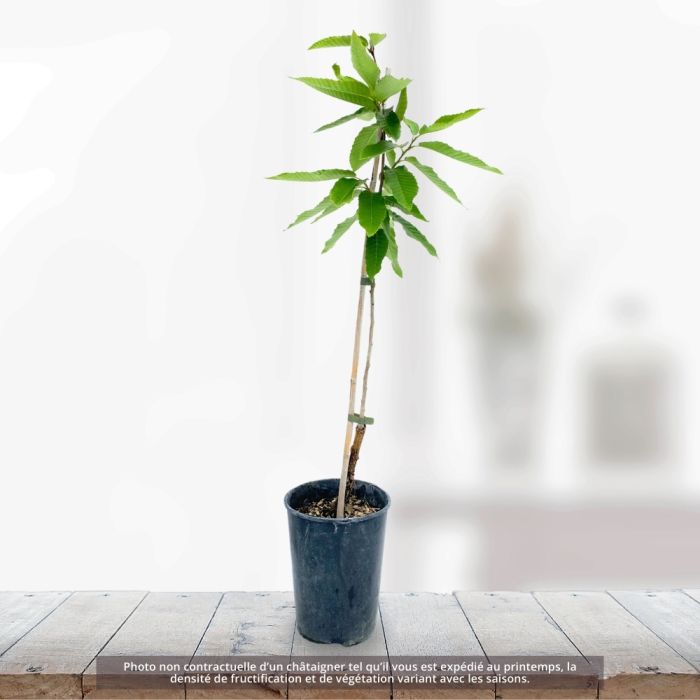 Châtaignier ou Castanea sativa Bouche de Bétizac