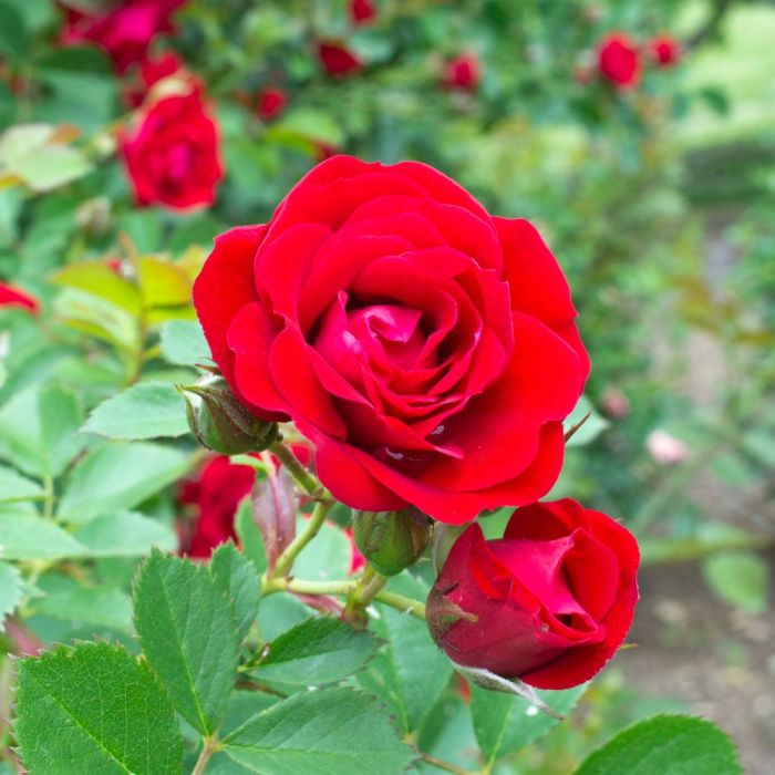 rosier cherry Frost