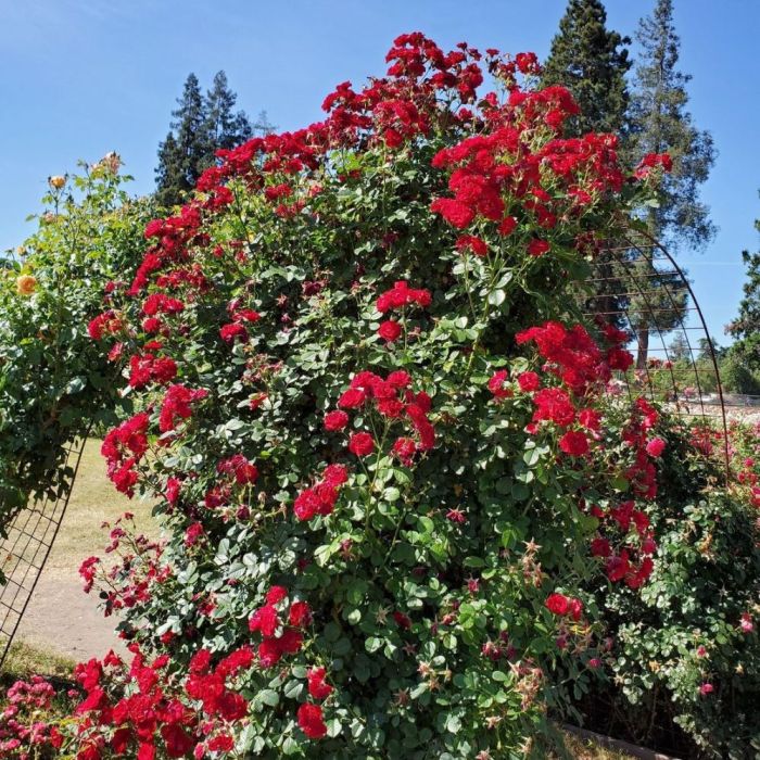 Rosier Cherry Frost_
