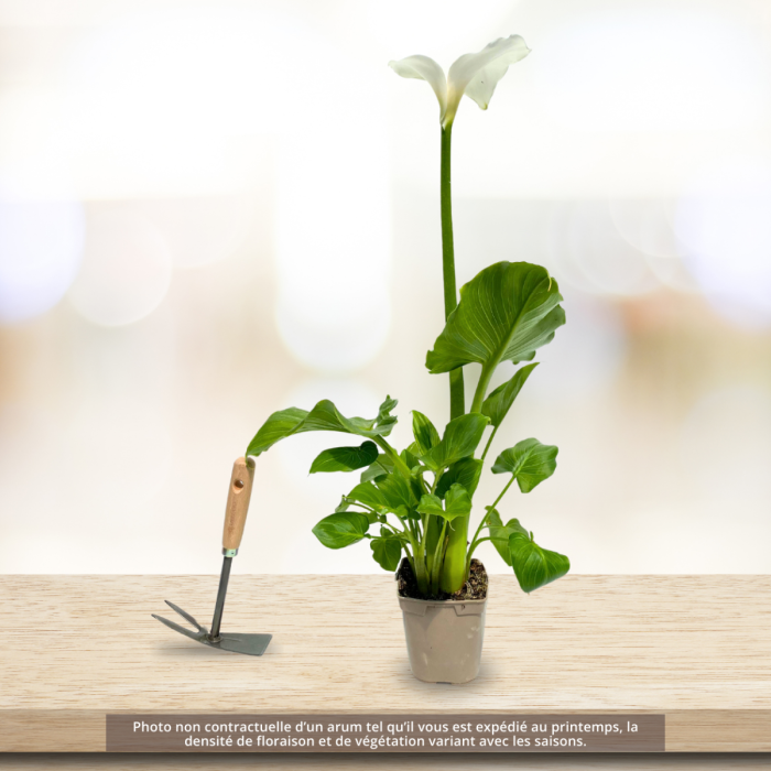 Arum d'Ethiopie blanc ou Zantedeschia aethiopica