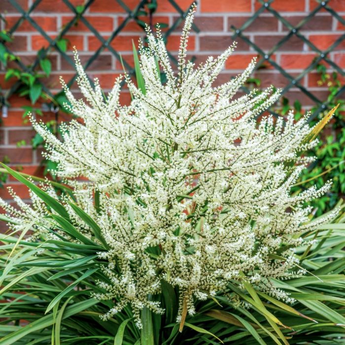 Cordyline australis détail de floraison