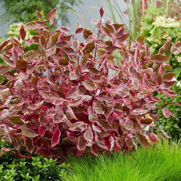 Dans tous les jardins, le cornus Alba Miracle apporte charme et douceur...