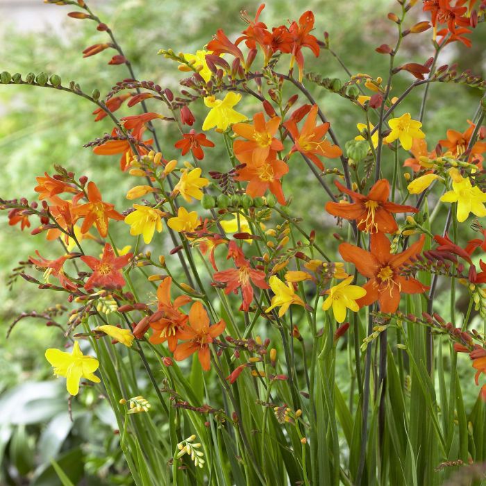 Montbretias en mélange
