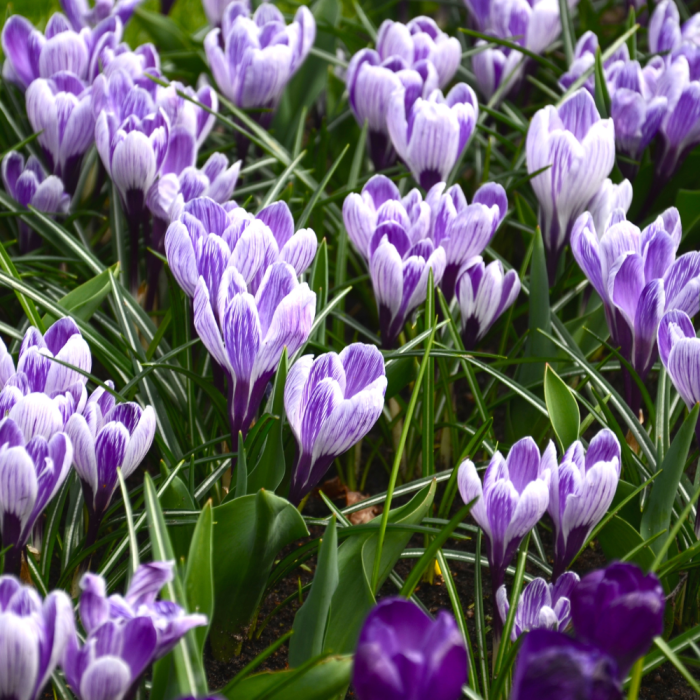 Crocus Roi des stries