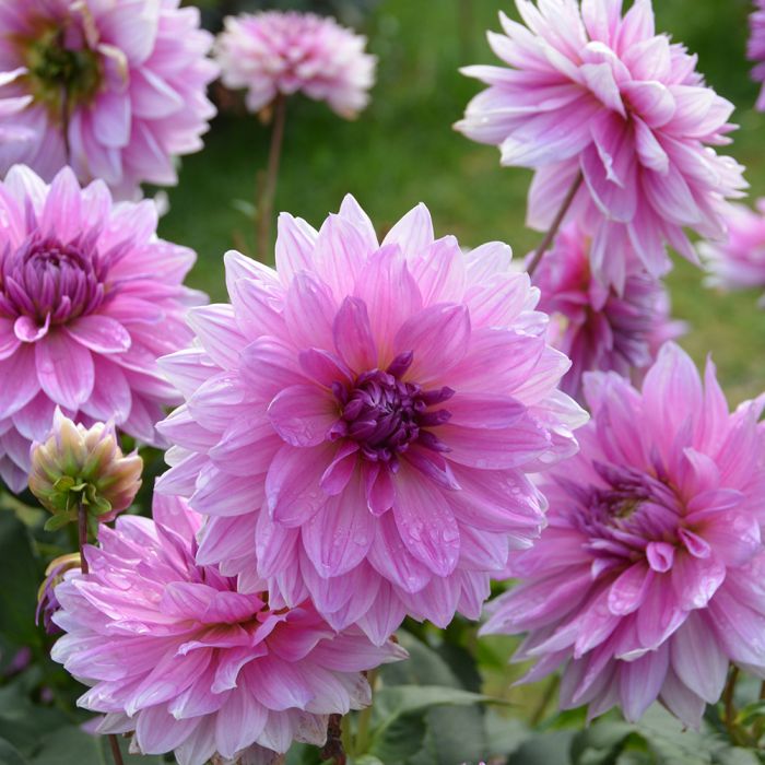 Dahlia nain double Mainau Romance