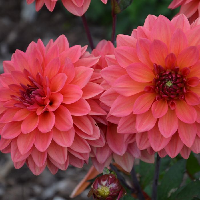 Dahlias nain double orangé rouge 
