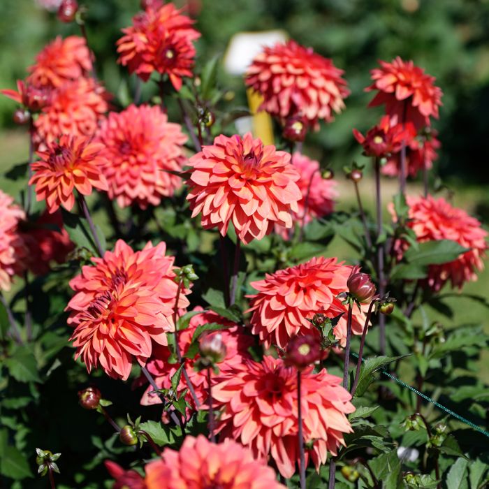 Dahlias nains jardin