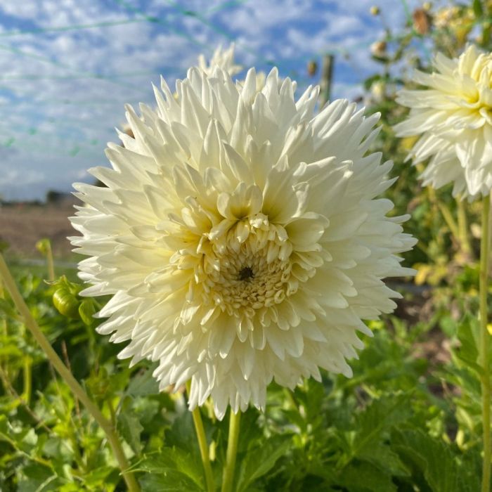 Dahlia nain cactus avec ses fleurs rayonnantes blanc crème