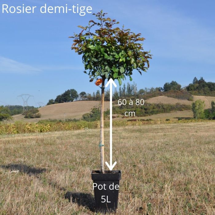Rosier Demi-tige LEONARDO DA VINCI ® Meideauri