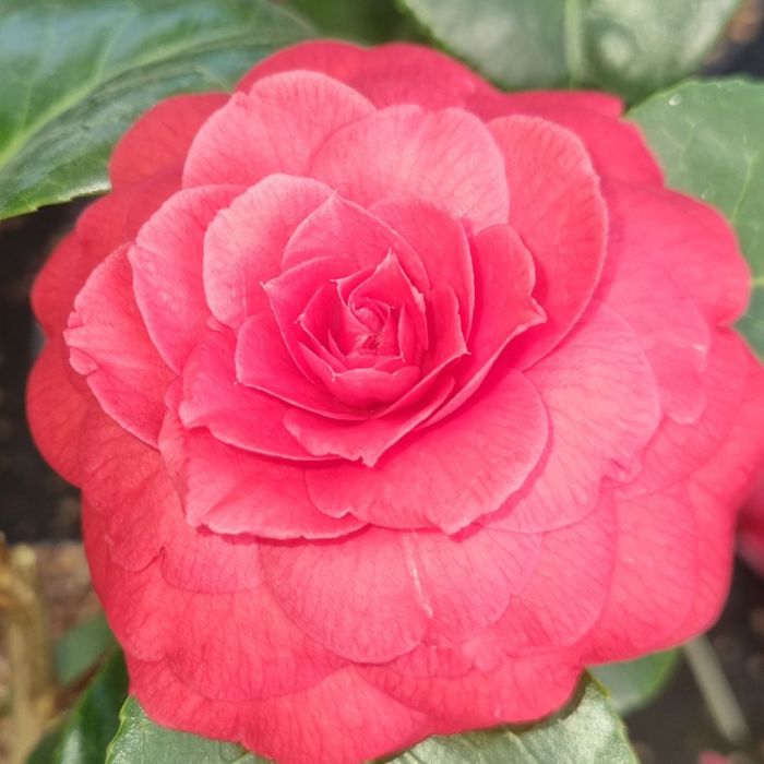 Variant du rouge foncé jusqu'au rose pâle, ce camélia fera la différence dans vos espaces.