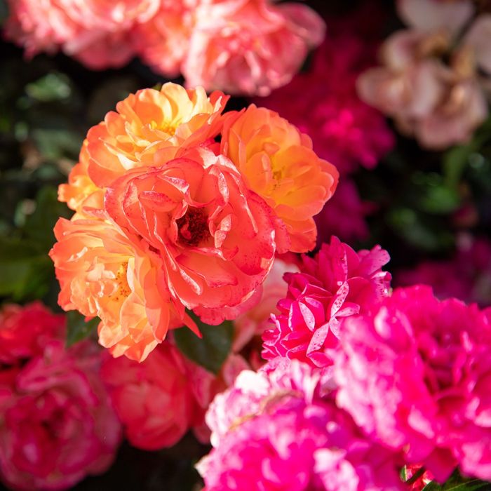 Rosier buisson Sugar CANDY ROSE® Meiconfiz