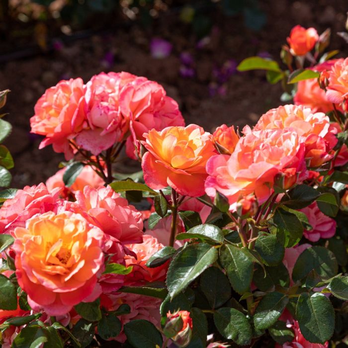 Rosier buisson Sugar CANDY ROSE® Meiconfiz