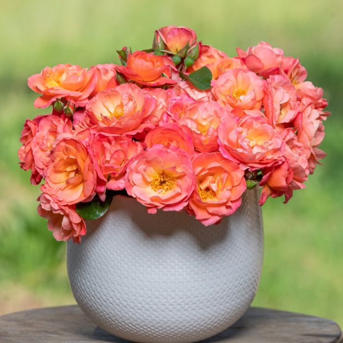 Rosier buisson Sugar CANDY ROSE® Meiconfiz