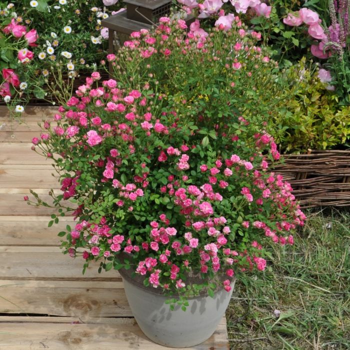 Rosier LillyRose TM Wonder6 ‘Hohoemi rouge’