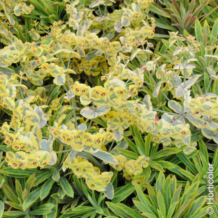 Euphorbe Ascot Rainbow, détail des inflorescences