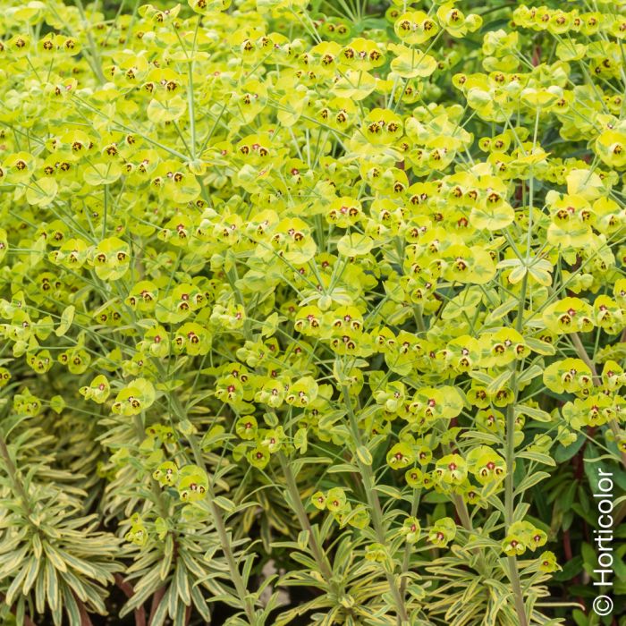 Euphorbe Ascot Rainbow, floraison