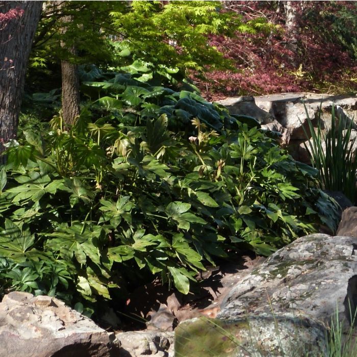 Fatsia japonica en situation