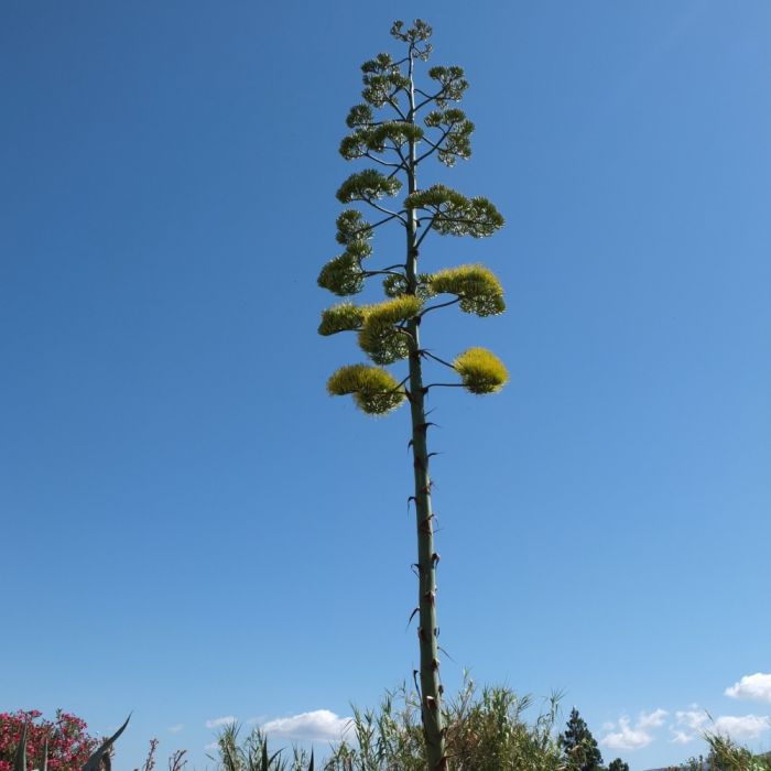 Inflorescence de l'agave americana