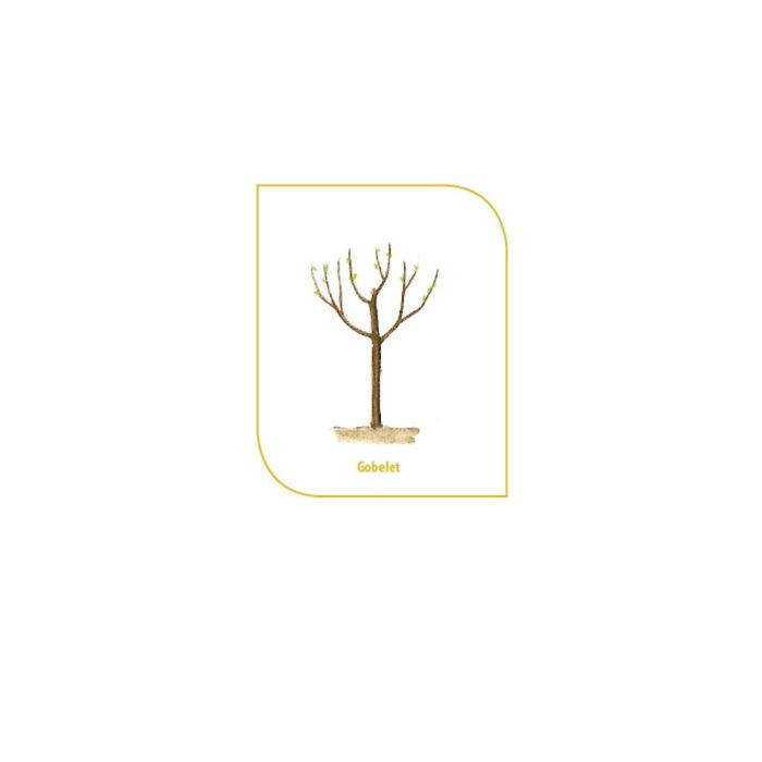 Forme d'un arbre fruitier en gobelet sans motte