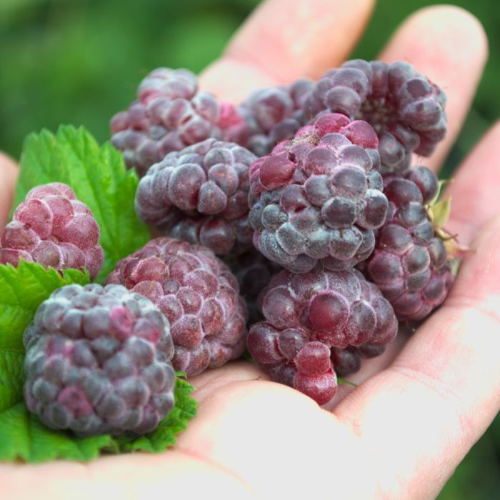 Framboisier ou Rubus X Glen Coe