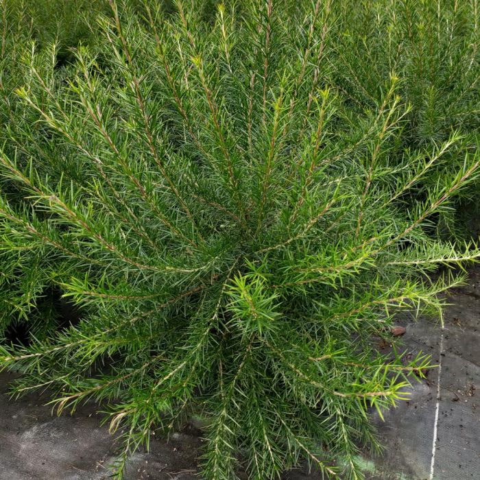 Gevillea Juniperina feuillage