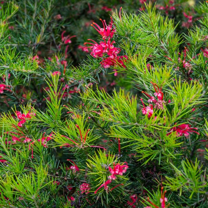 Gevillea Juniperina arbuste fleuri