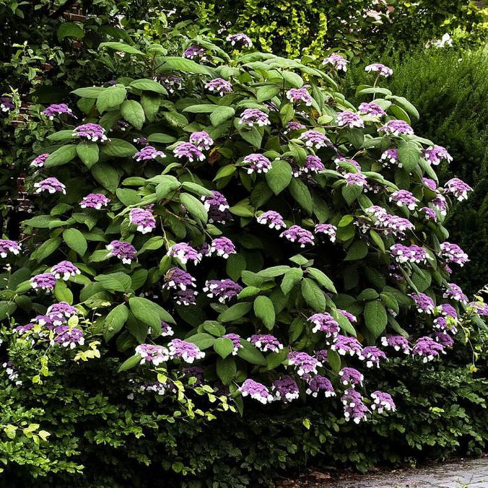 Hydrangea aspera Anthony Bullivant