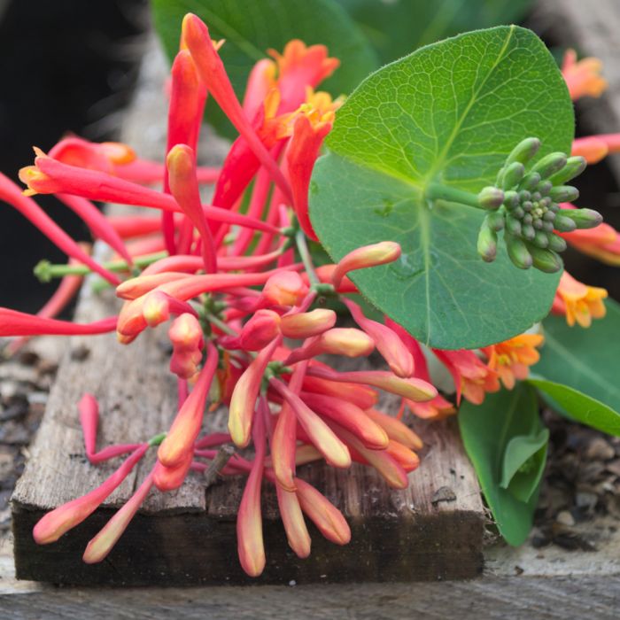 Chèvrefeuille ou Lonicera sempervirens Cedar Lane cov 
