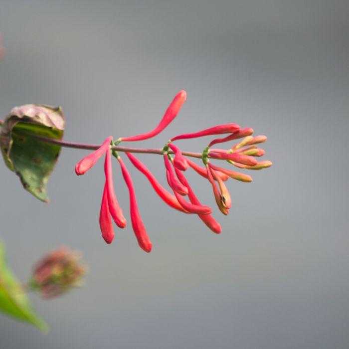 Chèvrefeuille ou Lonicera sempervirens Cedar Lane cov 