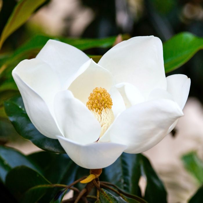 Magnolia grandifora parfumé Meilland Richardier