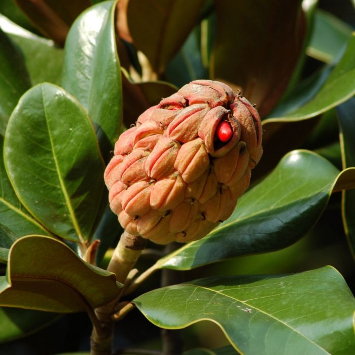 Magnolia grandifora, détail de fructification