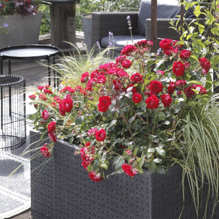 Rosier BELLE DE GRASSE ® Meibelitz