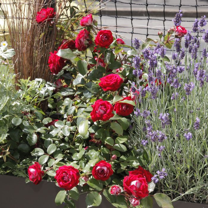 Rosier BELLE DE GRASSE ® Meibelitz