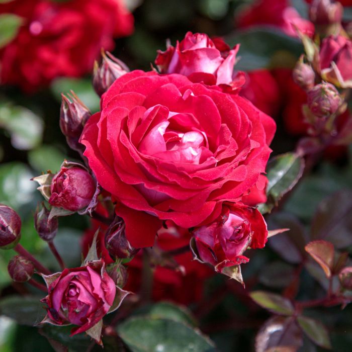 Rosier BELLE DE GRASSE ® Meibelitz