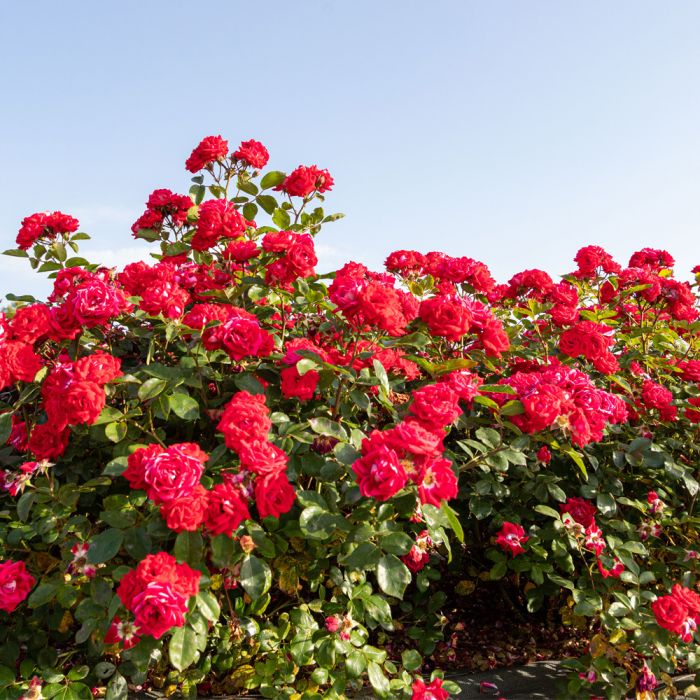 Rosier BELLE DE GRASSE ® Meibelitz