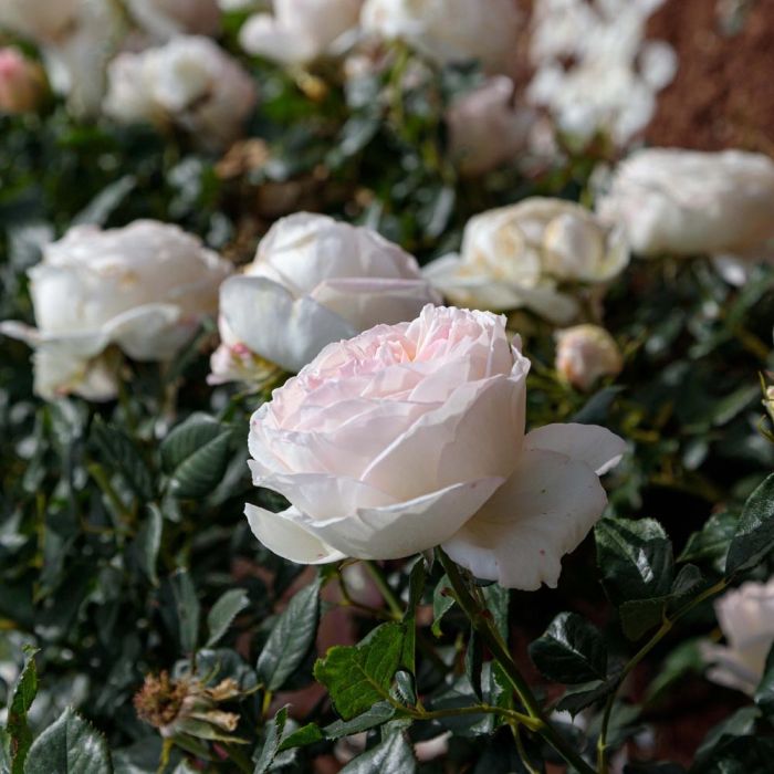 Rosier CAMILLE CLAUDEL ® Meiroguste