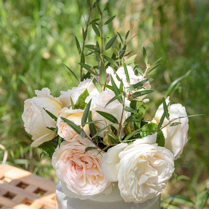 Rosier CAMILLE CLAUDEL ® Meiroguste