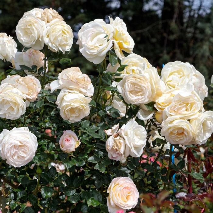 Rosier CAMILLE CLAUDEL ® Meiroguste